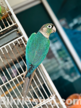 Blue Conure